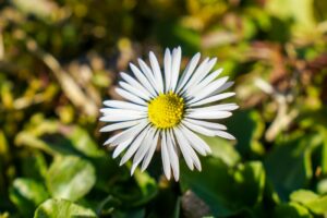 Flowering Plant